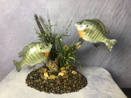 Double Bluegill Skin Mounts; Northeastern SD