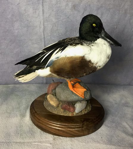 Northern Shoveler Pen Raised Mount