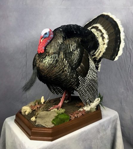 Strutting Merriam's Turkey Taxidermy Mount; Black Hills