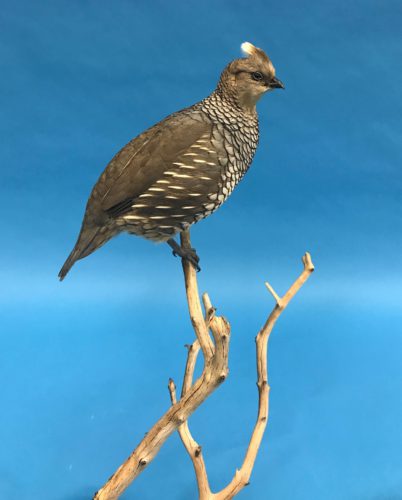 Closeup Scaled Quail Tabletop Mount Arizona