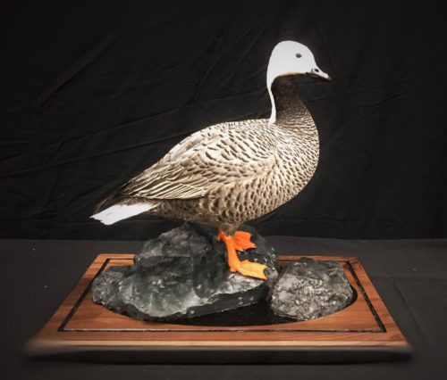 Emperor Goose Table Top Mount Alaska