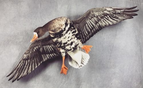 Flying Specklebelly Goose Mount - Marshall County SD