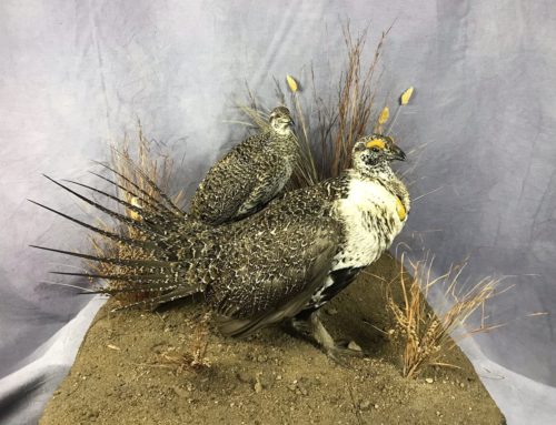 Sage Grouse Pair - SD