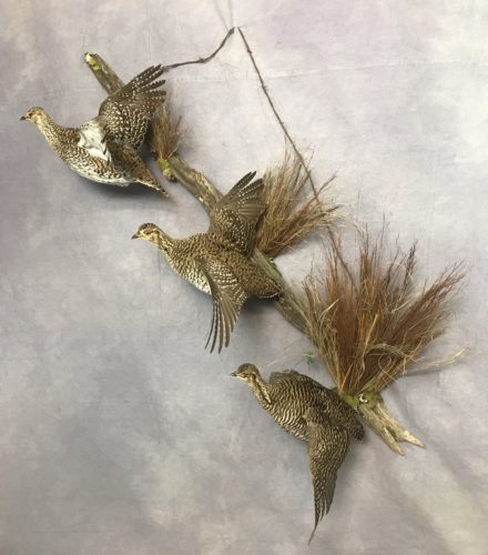 Sharptail Grouse Hybrid Grouse Prairie Grouse Trio Wall Mount - South Dakota